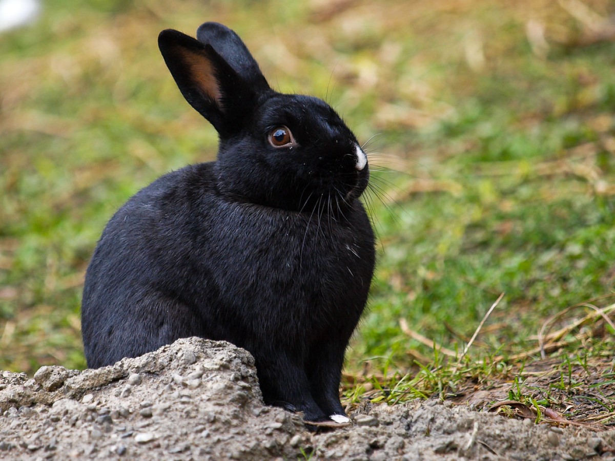 images of bunnies
