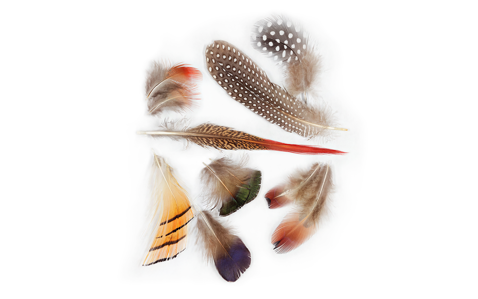 Different Types of Bird Feathers - Bird Watching Academy