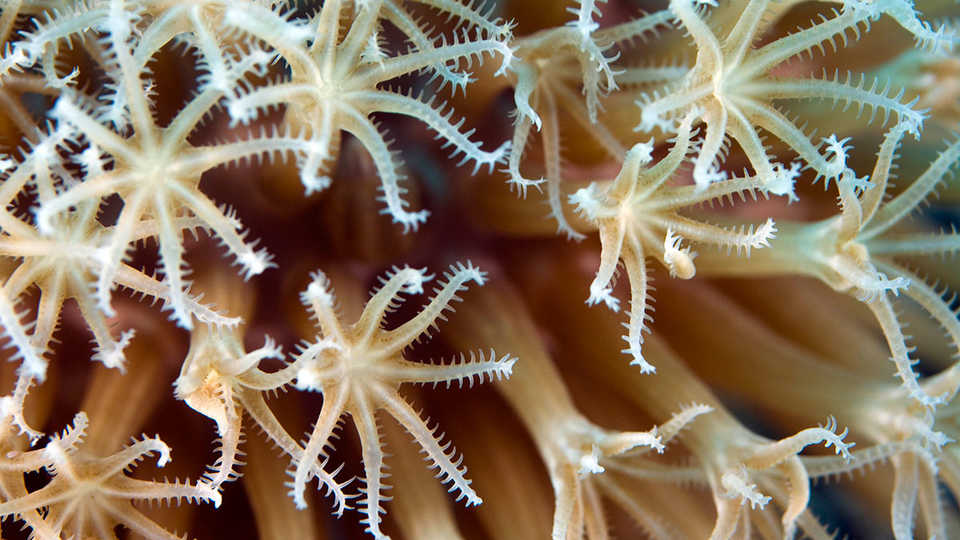 Build a Coral Polyp | California Academy of Sciences