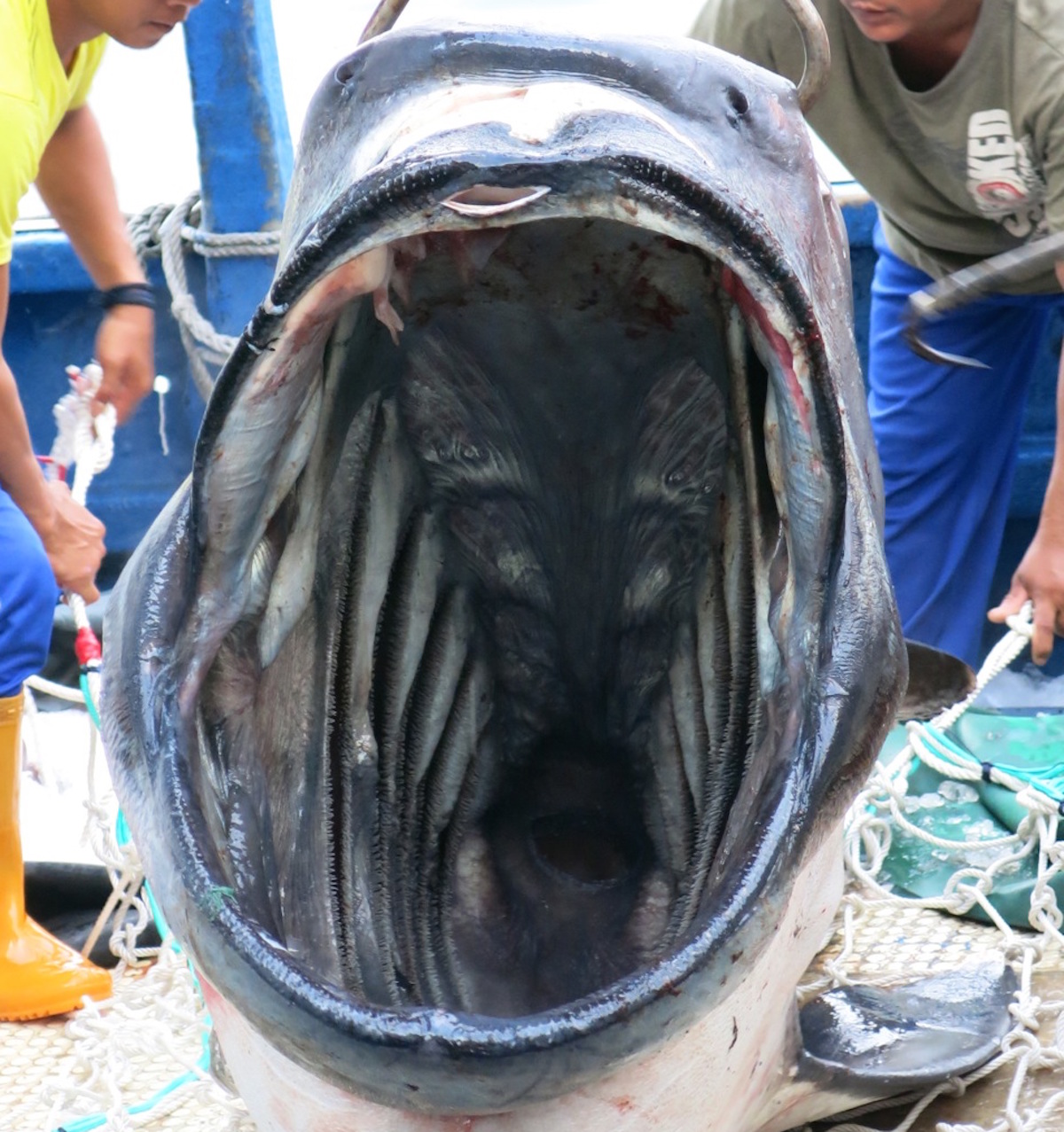 Megamouth Shark Found  California Academy of Sciences