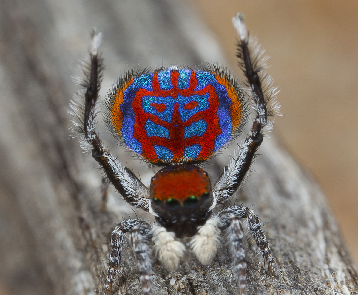 peacock jumping spider