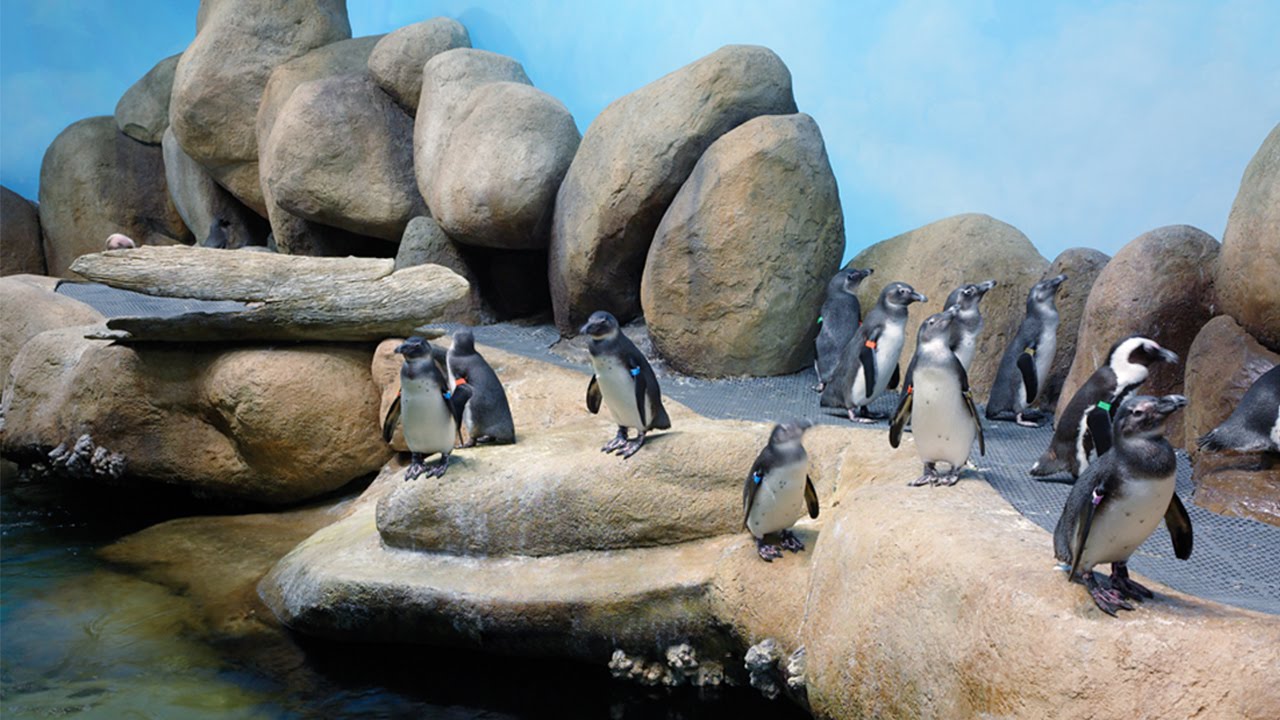 Live Penguin Cams | California Academy of Sciences