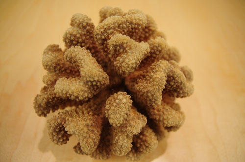 cauliflower_coral