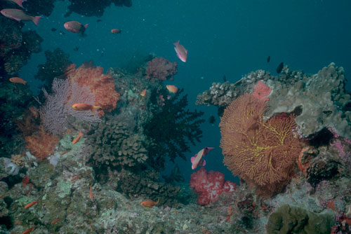 coral-reef_foster-bam
