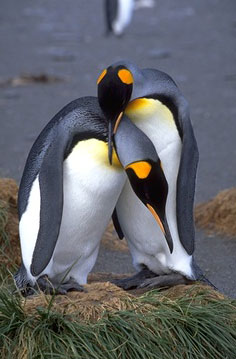 penguin-pair