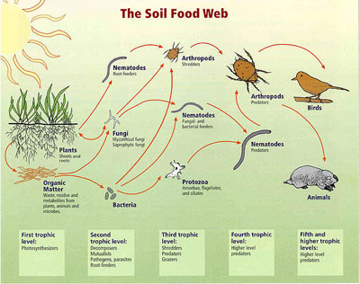 soil_food_web