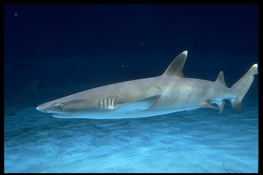 whitetip-reef-shark