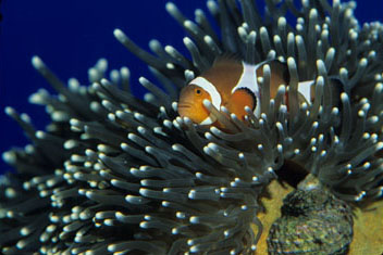 anemonefishcorsiscas