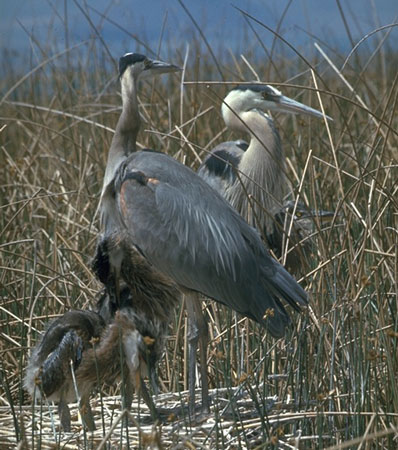 great_blue_heron_family