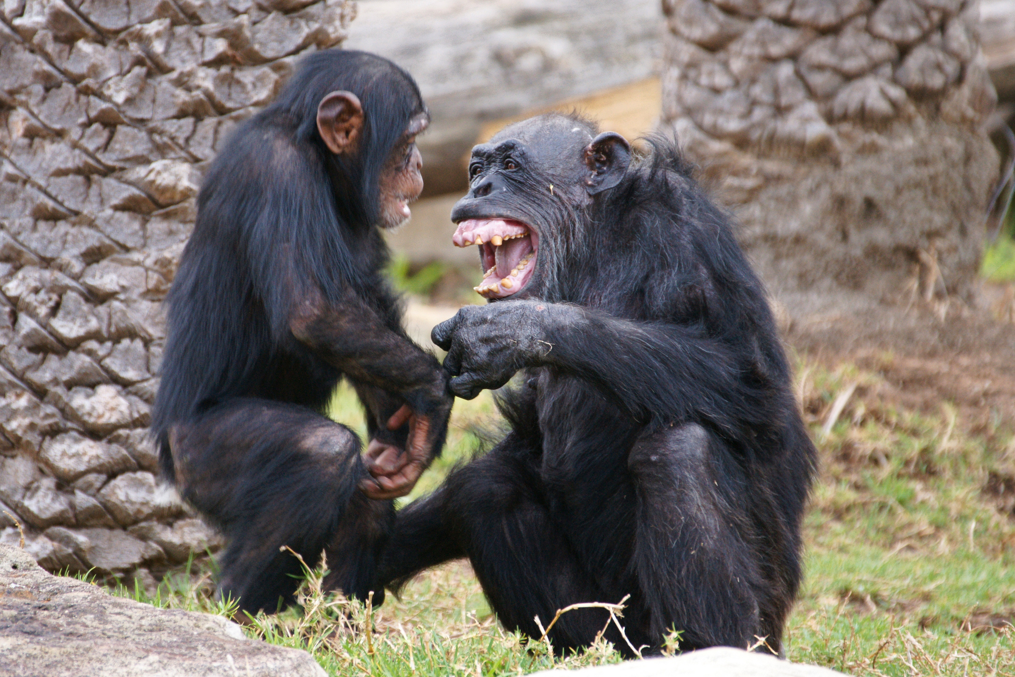 Забавный шимпанзе как правильно. Обезьяны обнимаются. Две обезьяны. Две обезьяны смеются. Шимпанзе.