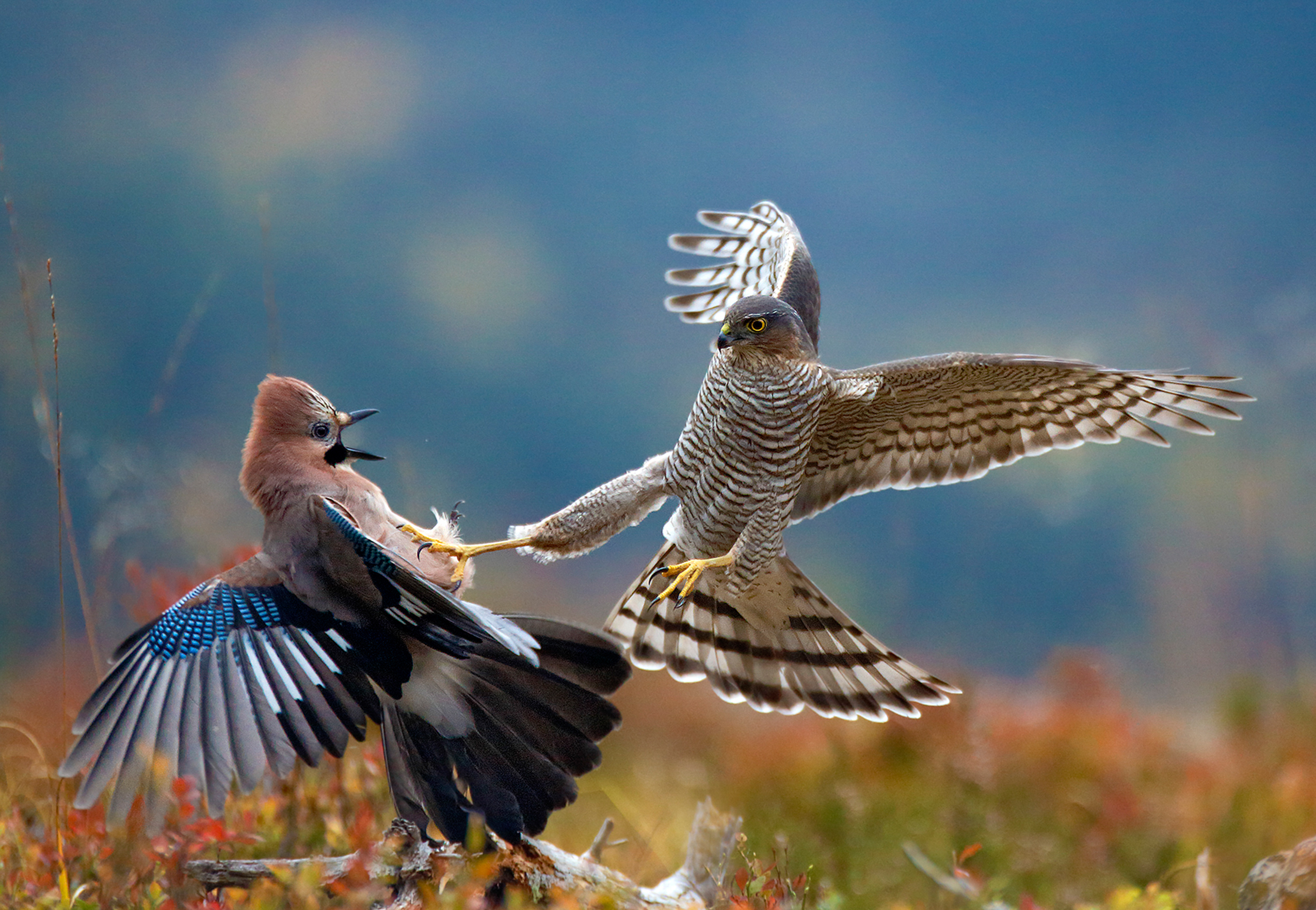 Конкуренция между хищниками. Красивые птицы. Конкуренция в природе. Животные и птицы. Живая природа птицы.