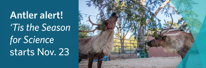 Banner graphic of two reindeer in an outdoor enclosure at Cal Academy with the following text: Antler alert! 'Tis the Season for Sciences starts Nov. 23