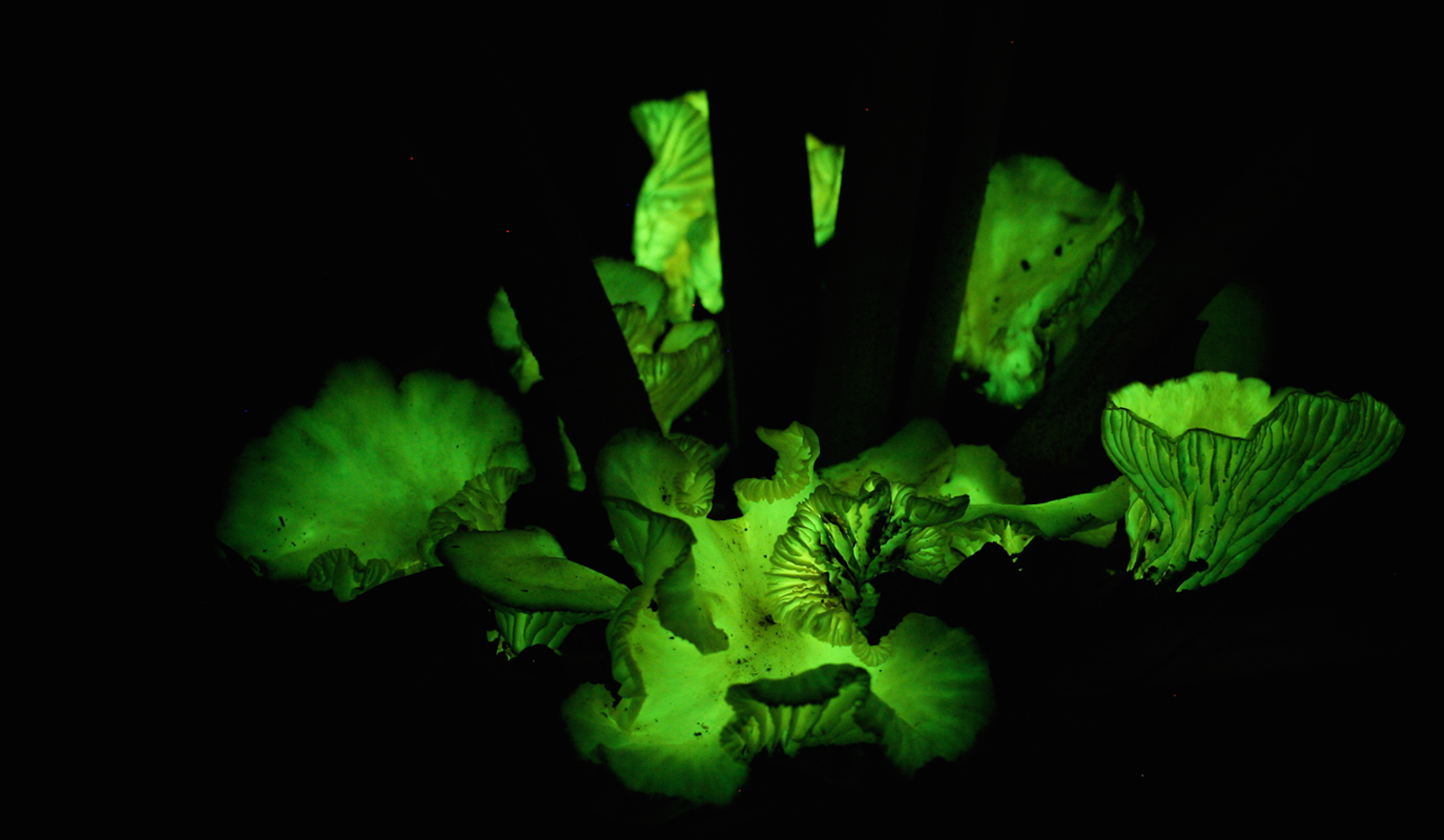 Гнилушки источник света. Neonothopanus gardneri. Светящийся гриб. Гнилушки светятся. Светящиеся растения.