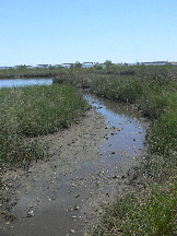 Louisiana salt marsh; collection site