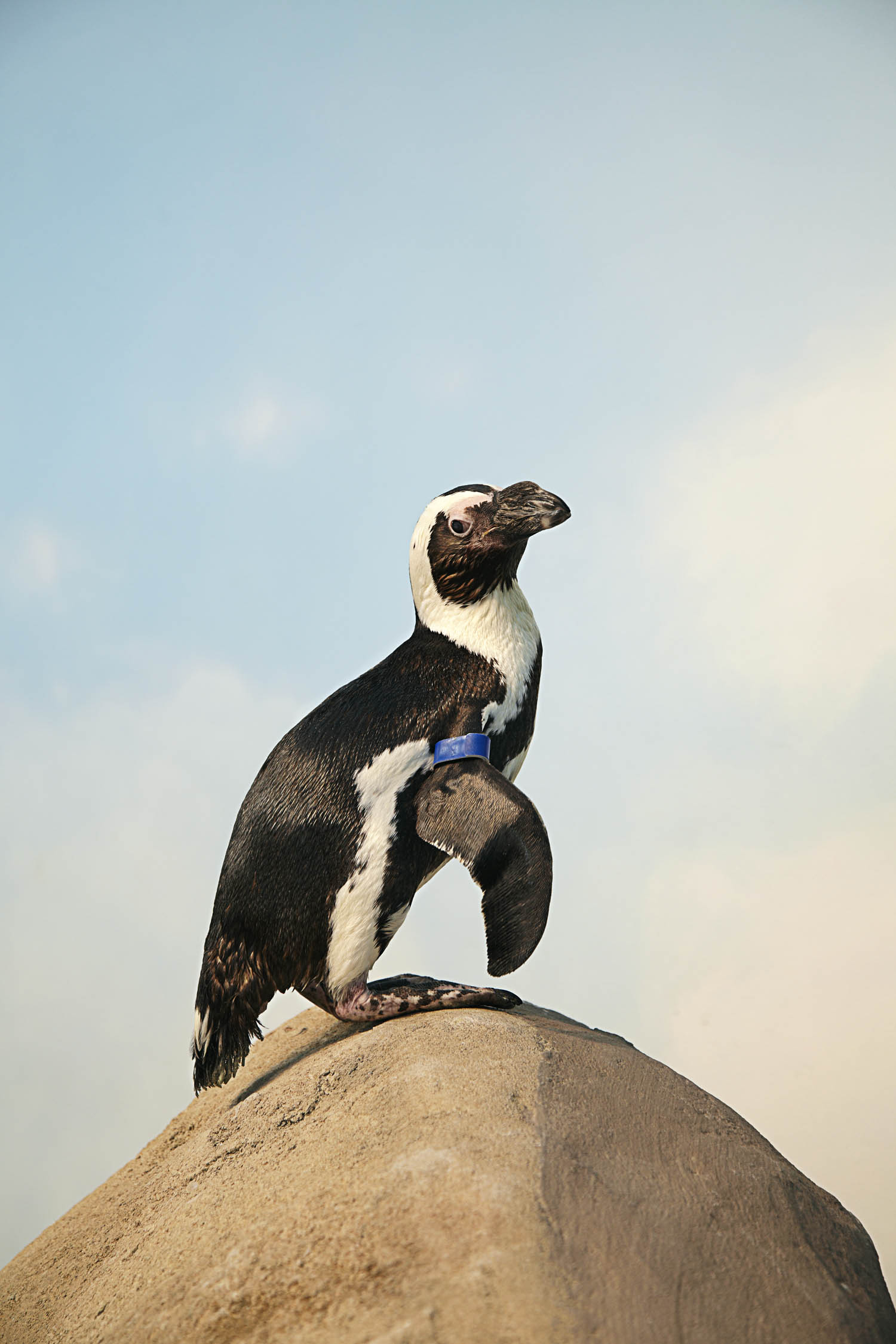 Pierre, the 29-year-old African penguin