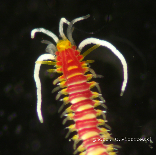 Syllidae, a small but striking worm from the rubble