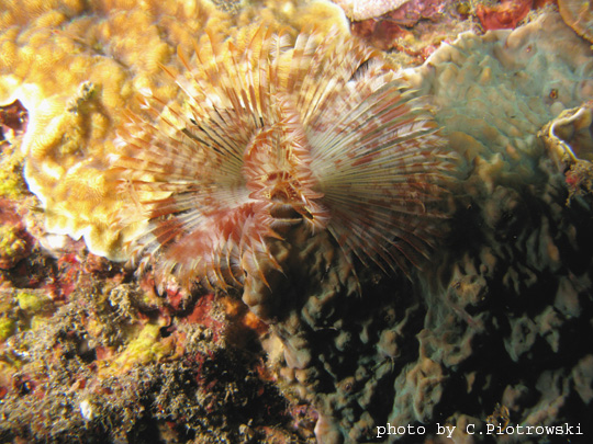 Sabellastarte indica "feather-duster worm"