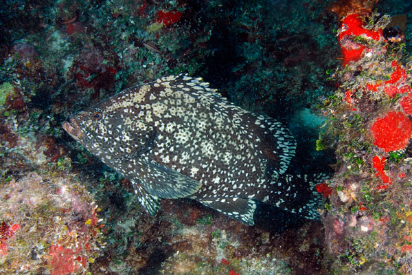 The rare Marbled Grouper