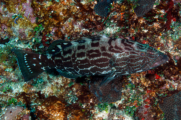 The Black Grouper (Mycteroperca bonaci) is rarely seen outside marine protected areas, but it was common at Parcel Manuel Luiz.