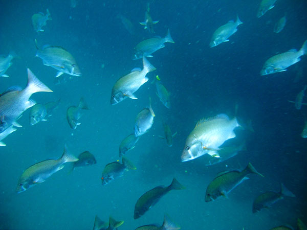 A sight exclusive to marine protected areas, this school of Dog Snappers (Lutjanus jovu) had more than 100 fish.