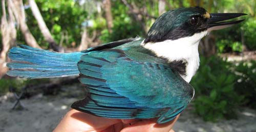 Collared Kingfisher, Halcyon chloris.