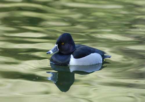 ring-necked-duck