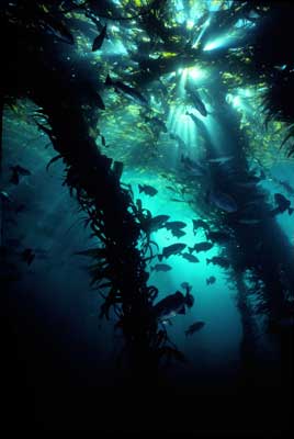 Macrocystis pyrifera; Giant Kelp
