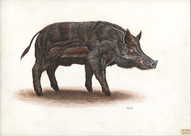 wild boar illustrated by Michael Cole