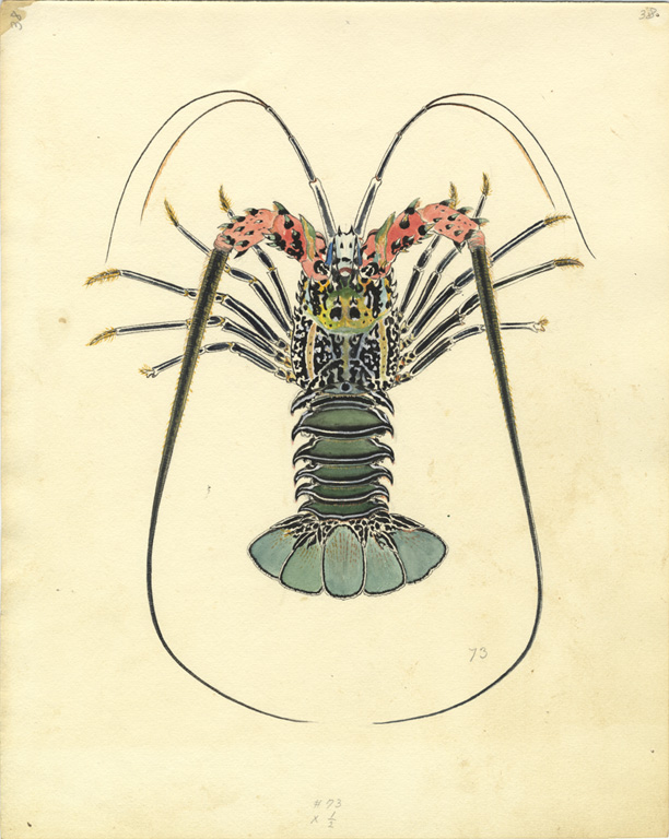 Asaeda, Toshio. Panulirus Japonicus, Thai Lagoon, Malaita. May 31, 1933. ©California Academy of Sciences Archives, San Francisco, CA. 