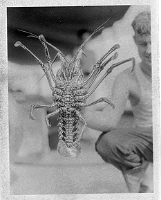 Asaeda, Toshio. 1933. ©California Academy of Sciences Archives, San Francisco, CA