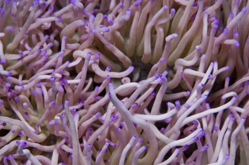 purple_anemone