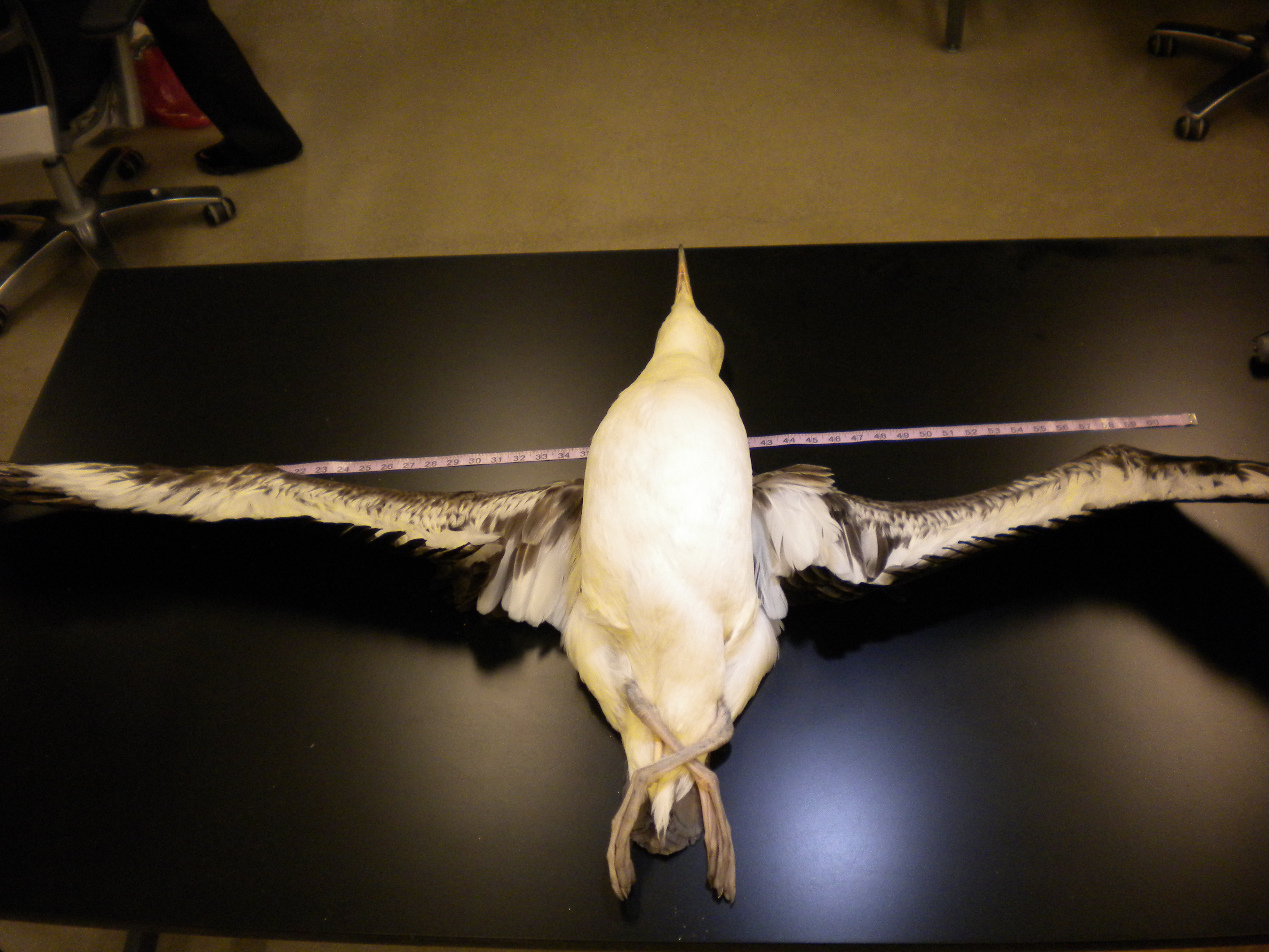 This Laysan Albatross has a wingspan of 6 feet and 7 inches.