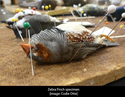 zebra-finch-specimen_cap