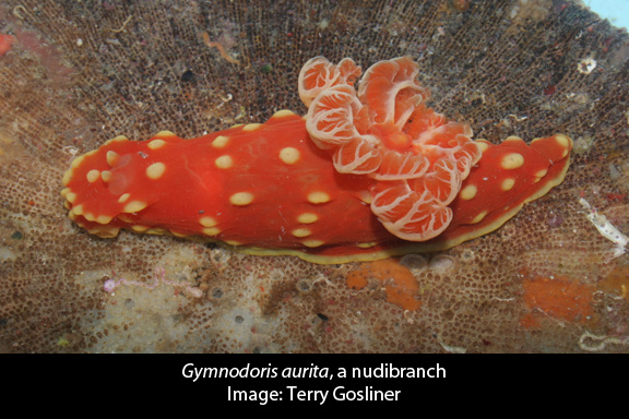 gymnodoris-aurita-