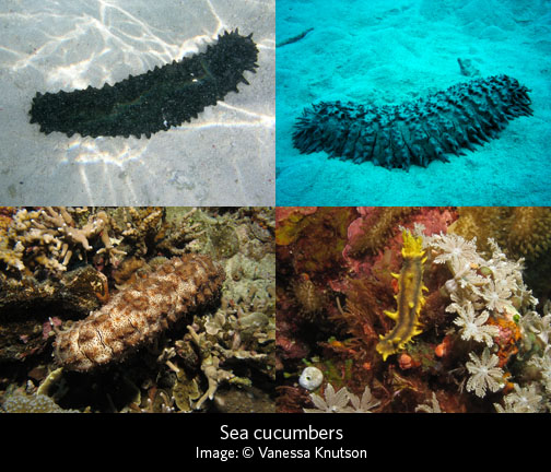 sea cucumbers