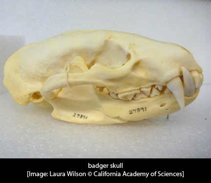 badger-skull-wcap