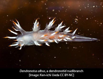 dendronotus-albus