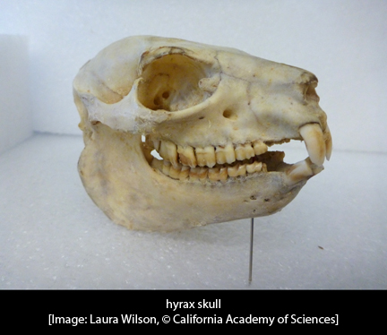 hyrax-skull-wcap