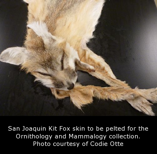 San Joaquin Kit Fox Pelt