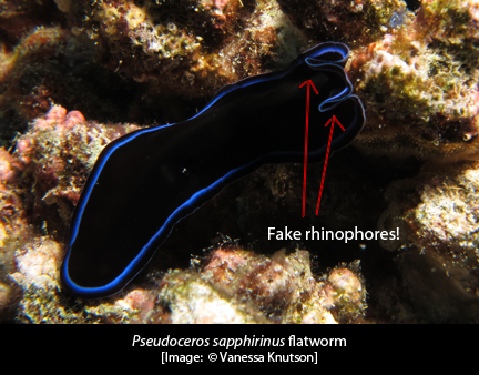pseudoceros-sapphirinus-wcap
