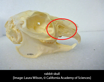 rabbit-skullwcap1