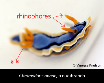 rhinophores-and-gillswcap