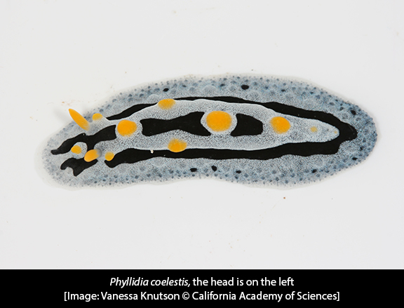 Phyllidia coelestis