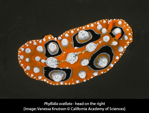 Phyllidia ocellata