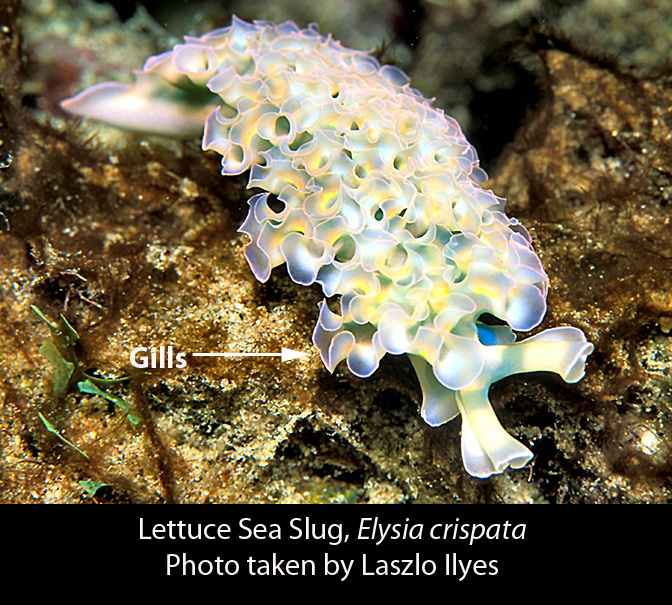 lettuce-sea-slug