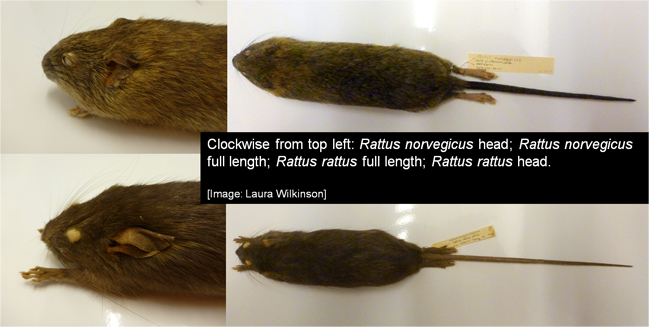 rattus-specimens