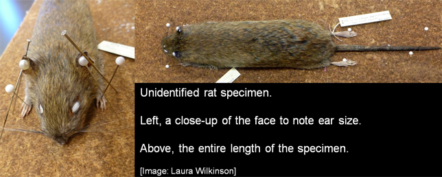 unidentified-rat