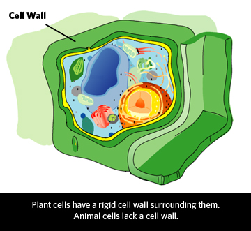 Eukaryota_cell_structure plantcap