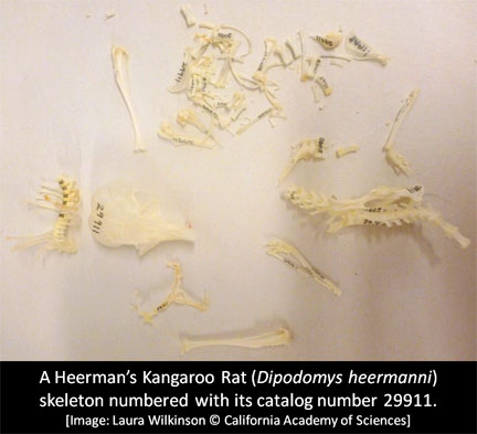 numbering skeletons_photo1 copy