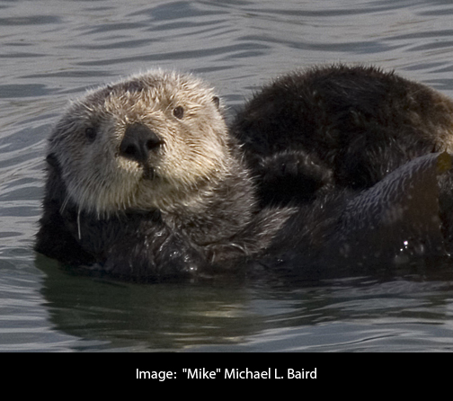 Sea_otter_cropped.2